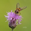 Epistrophe grossulariae, female, hoverfly,  Alan Prowse